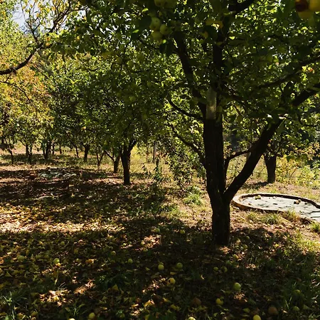 Farma Quinta Do Pomarinho - Arouca *